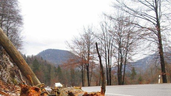 Baum stürzt auf B 305