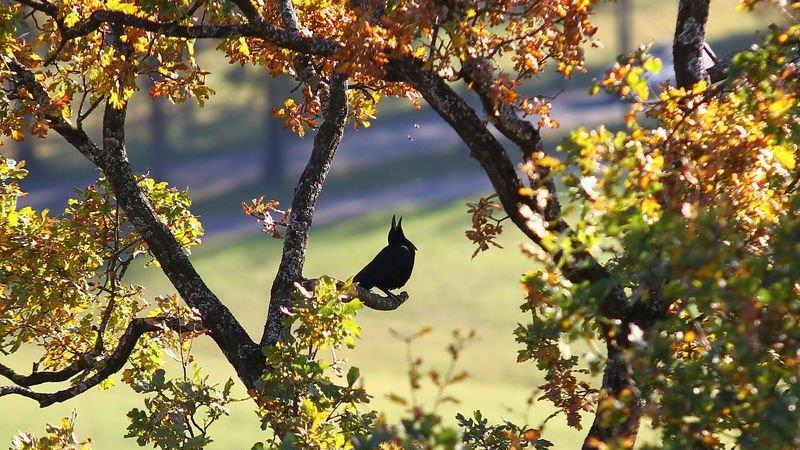 Herbstlicher Mönchsberg