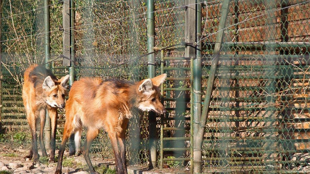 Frühlingserwachen im Salzburger Zoo
