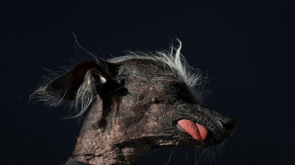 Wahl zum "Hässlichsten Hund"
