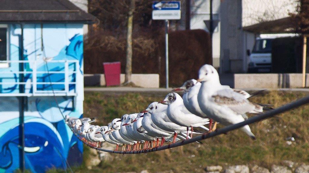 Frühling in Salzburg