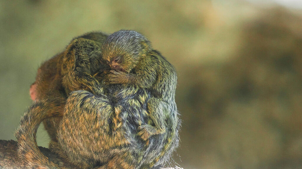 Zwergseidenaffen_Jungtiere auf  Vater_c_ZooSBG_Angelika_Köppl (4)_.JPG