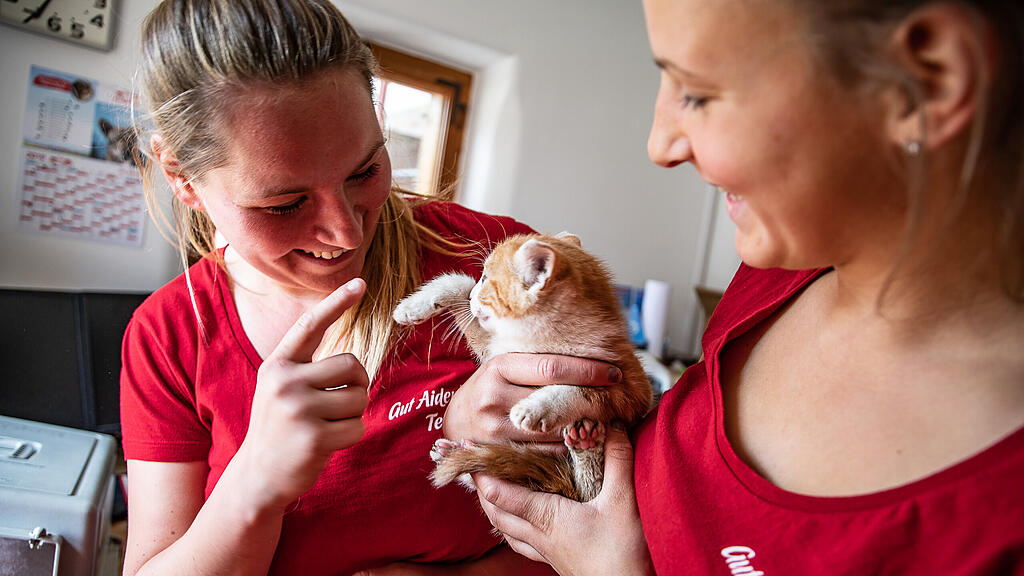 Katze, Gut Aiderbichl
