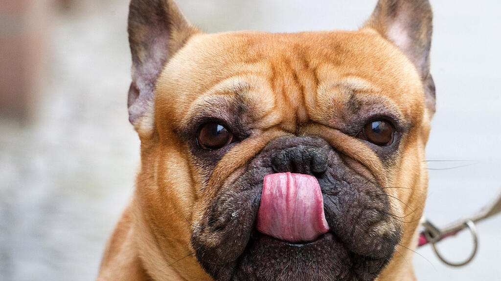 Französische Bulldogge