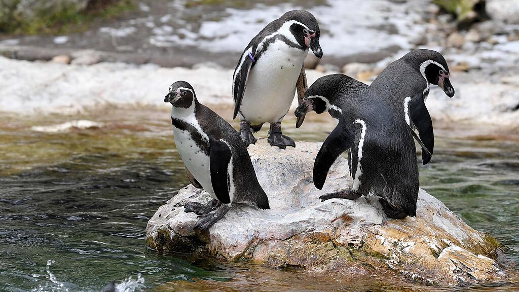 Pinguin