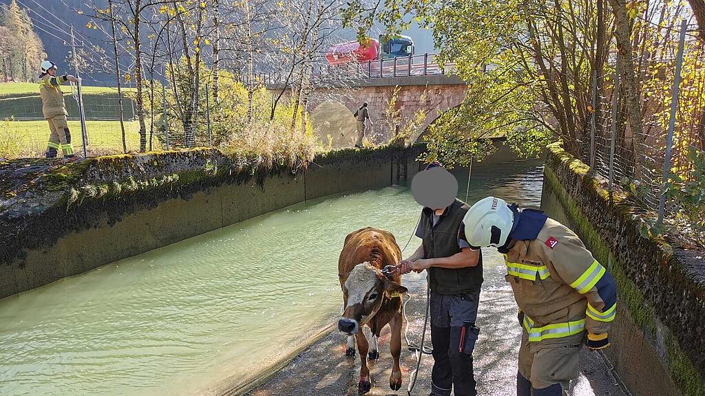 Feuerwehr St. Martin bei Lofer rettet Kalb aus Kanal