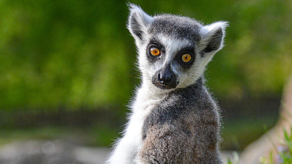 Kattas, Zoo Salzburg