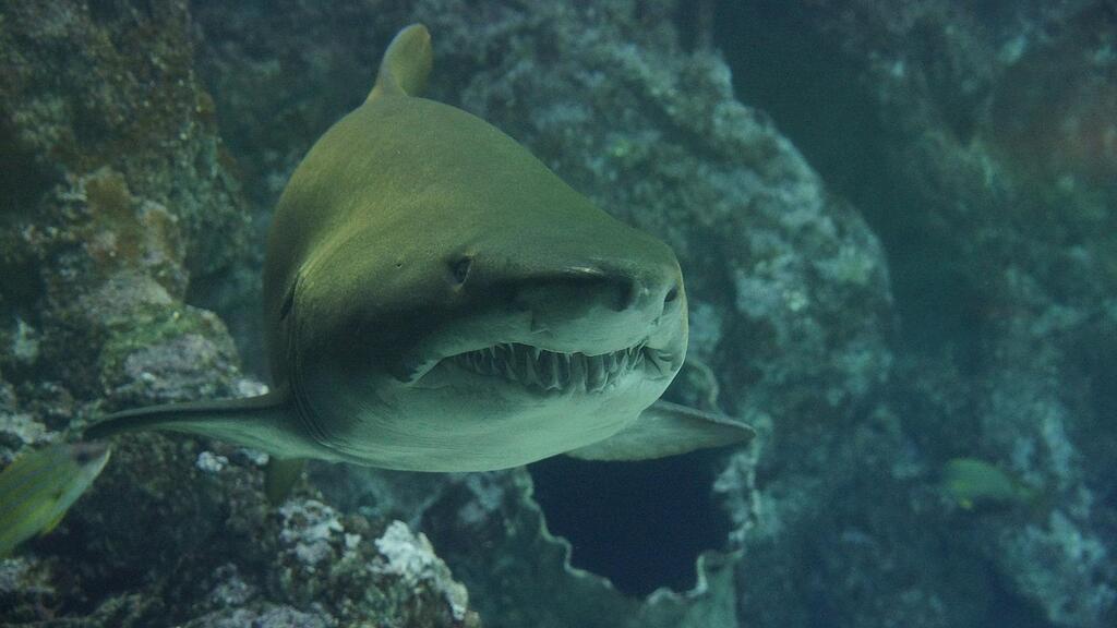 shark-426566_1920.jpg
