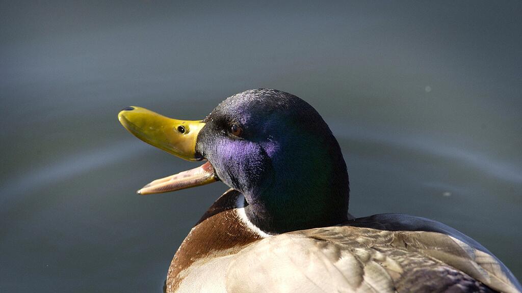 Die Ente durfte im Polizeiauto mitfahren (Symbolbild).