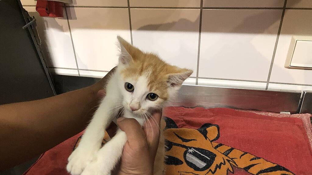 Katze "Muffin" nach Unfall verletzt