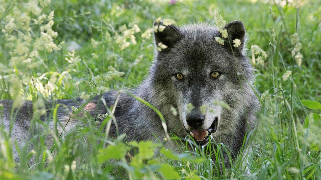 Ein Abschuss des Wolfs ist in Salzburg derzeit eher unwahrscheinlich (Symbolbild).