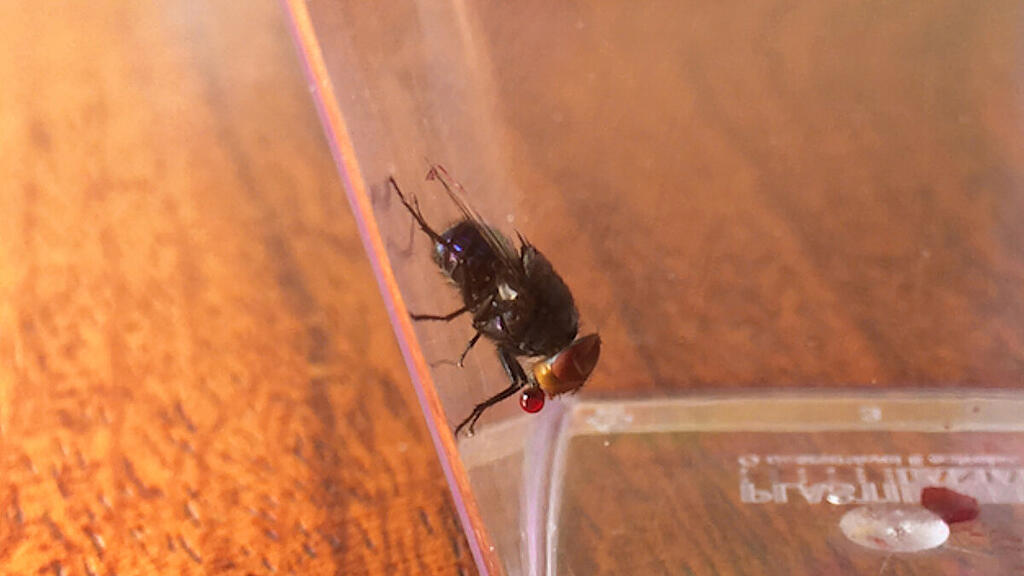 Fressverhalten bedroht "postmortale Insektenuhr"