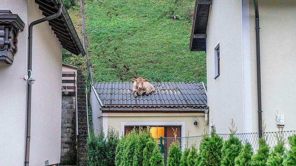 Kuh-Rettung von Garagendach in Thomasberg