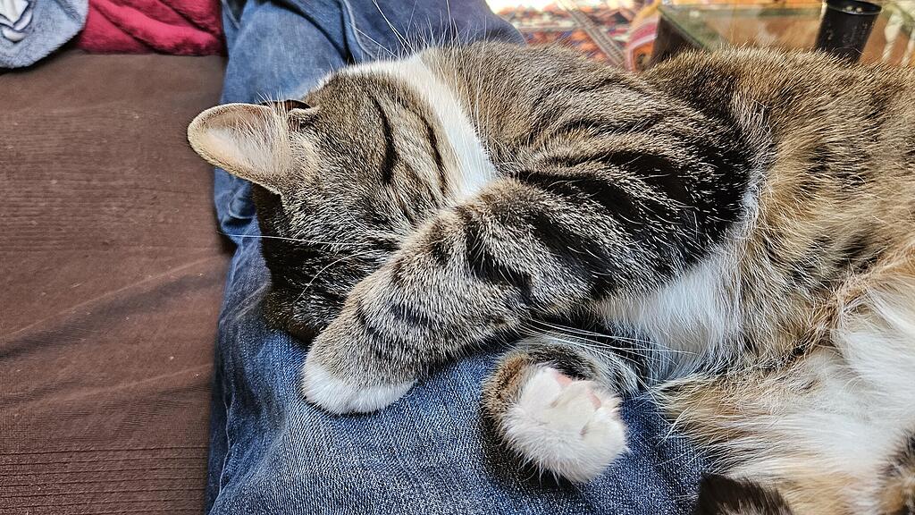 Weltkatzentag 2025