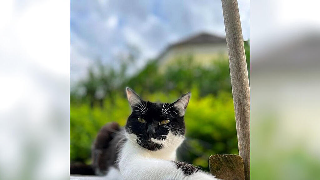 Weltkatzentag 2022