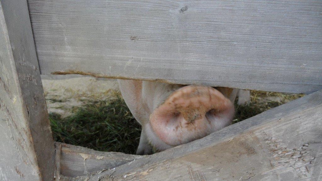 Weitere Tierbilder