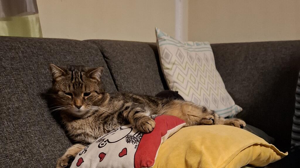 Weltkatzentag 2025