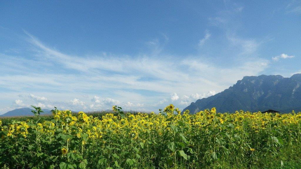 Sonnenblumenzauber in Sbg