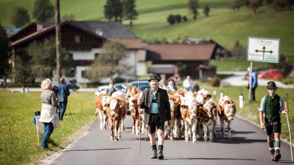 Almabtrieb St. Wolfgang I