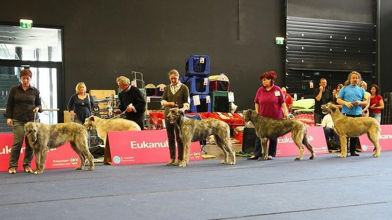 Festival der Hunde