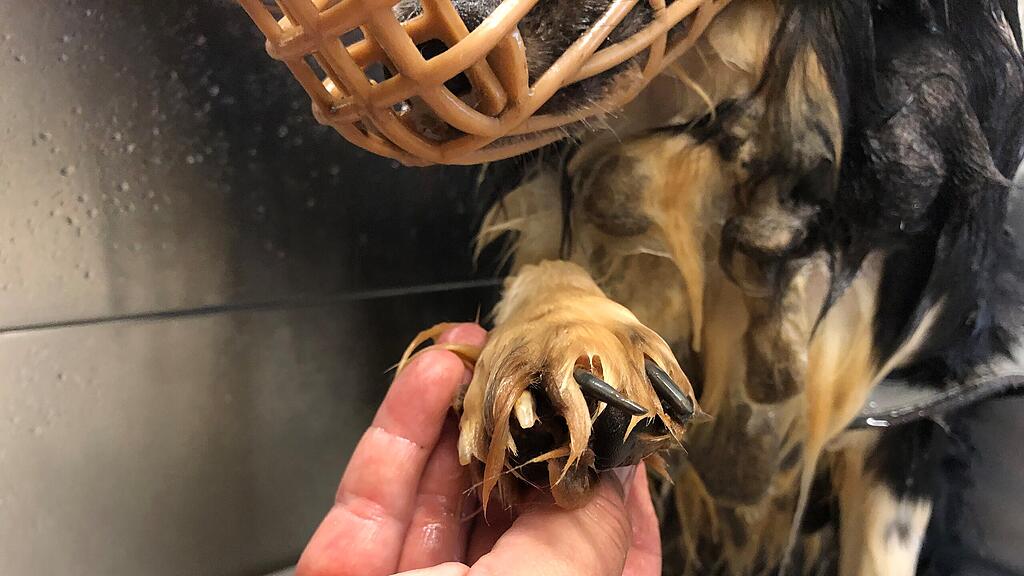 Verwahrloste Tiere in Braunau