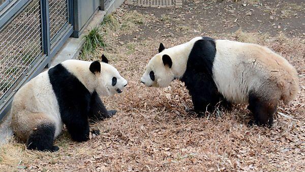 Shin Shin und Ri Ri haben es getan