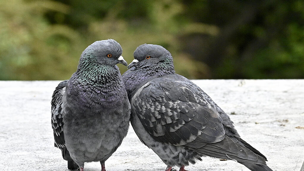 Petition gegen Taubenleid