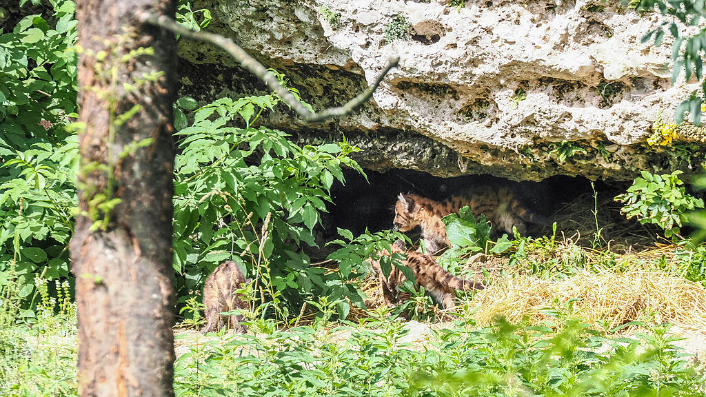 Puma_Jungtiere_Trio_c_ZooSBG_Angelika_Köppl.jpg