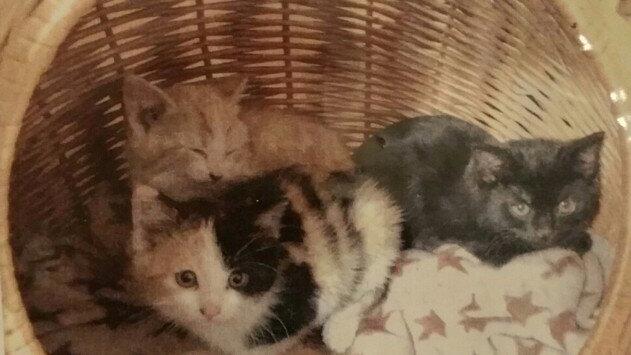 Katzenjunge in Wals entlaufen.