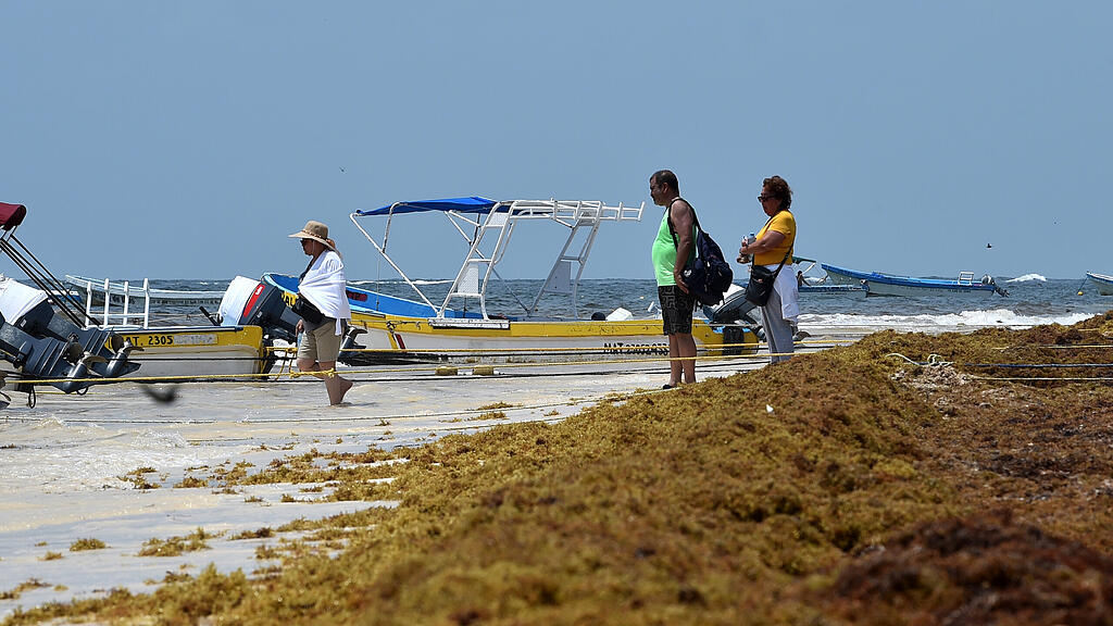 Algen, Strand Mexiko, Tulum