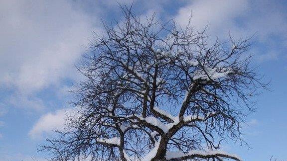 Winteridylle in Ebenau