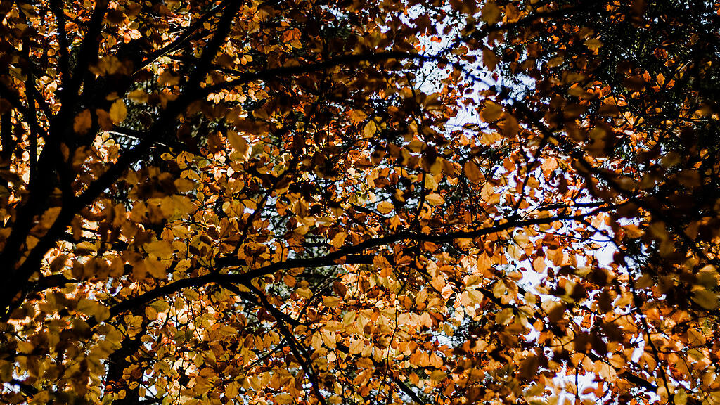 SB, Herbst, Wald