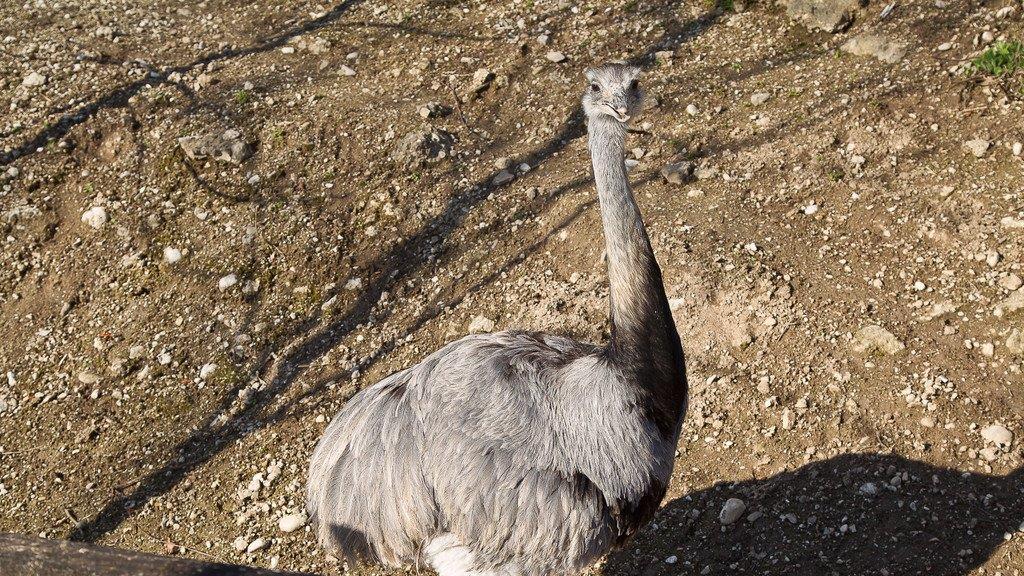 Frühlingserwachen im Salzburger Zoo