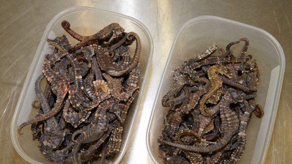 Getrocknete Seepferdchen im Fluggepäck