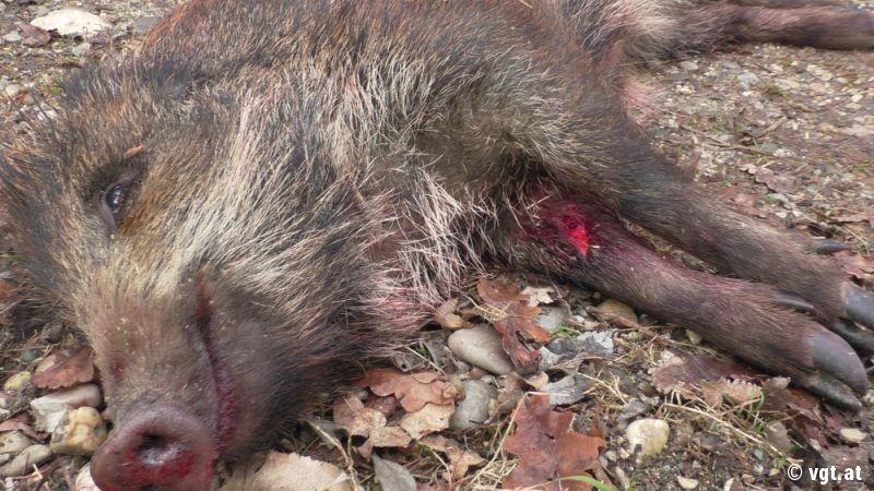 Wildschweinmassaker in Salzburg