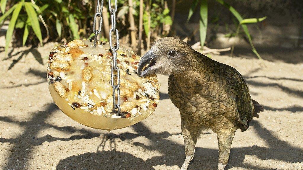 Die besten Tierbilder KW 30