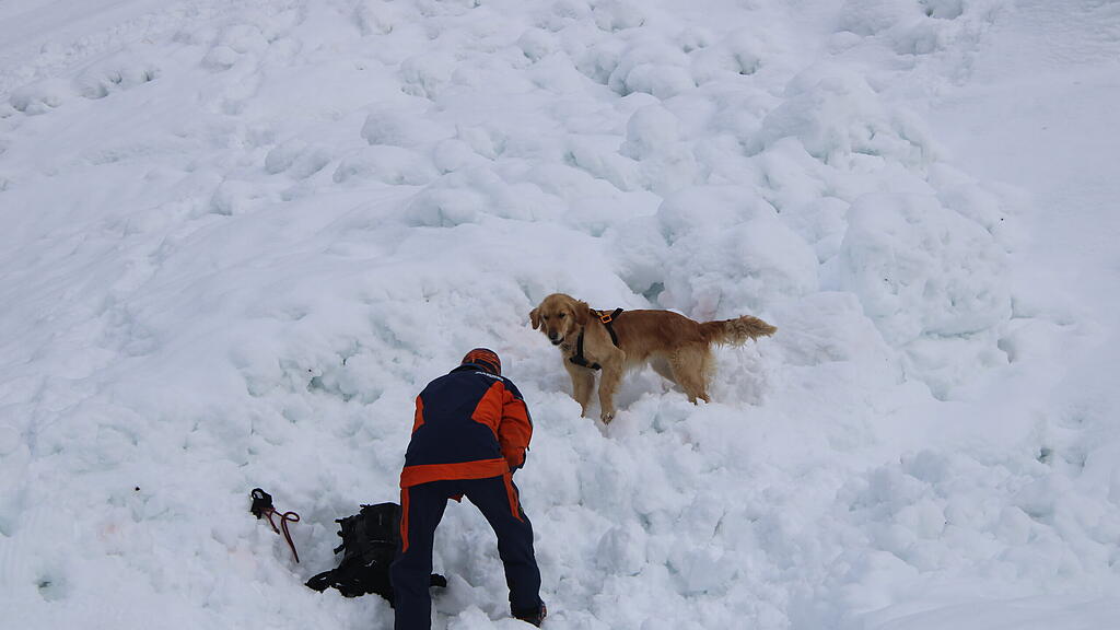 Lawinenhunde Bergrettung Training