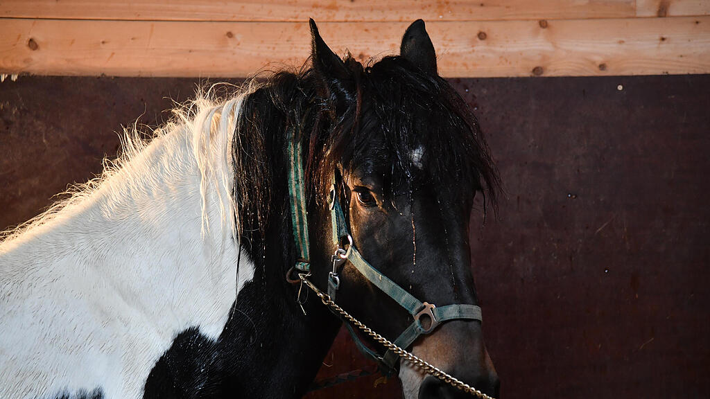 Pferd / Stall