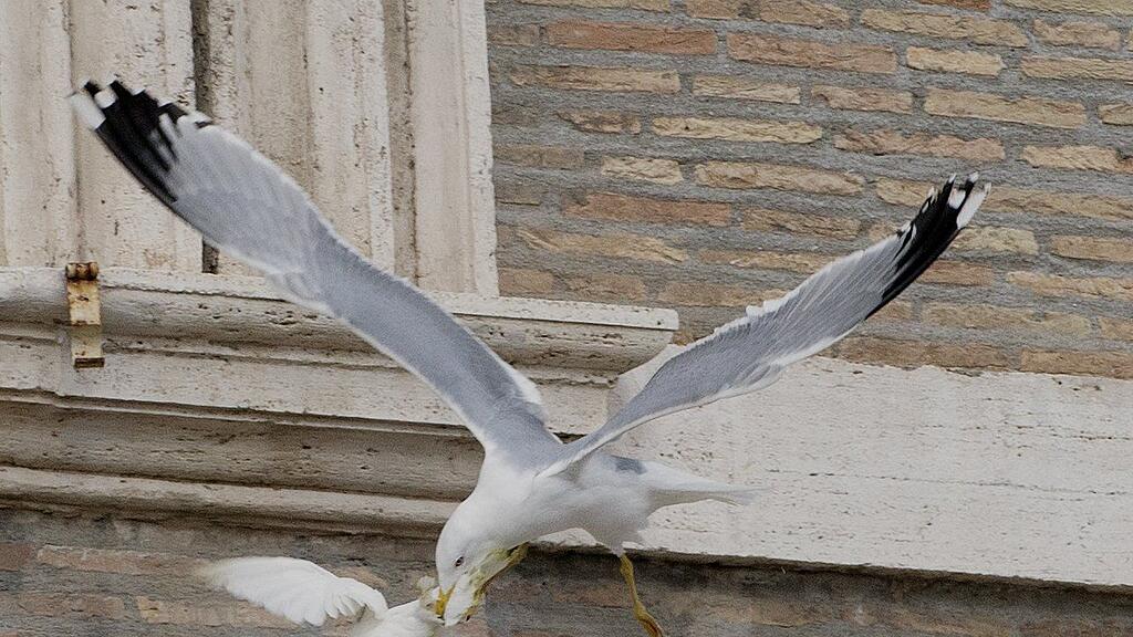 Möwe und Krähe sorgten für Schock-Moment.