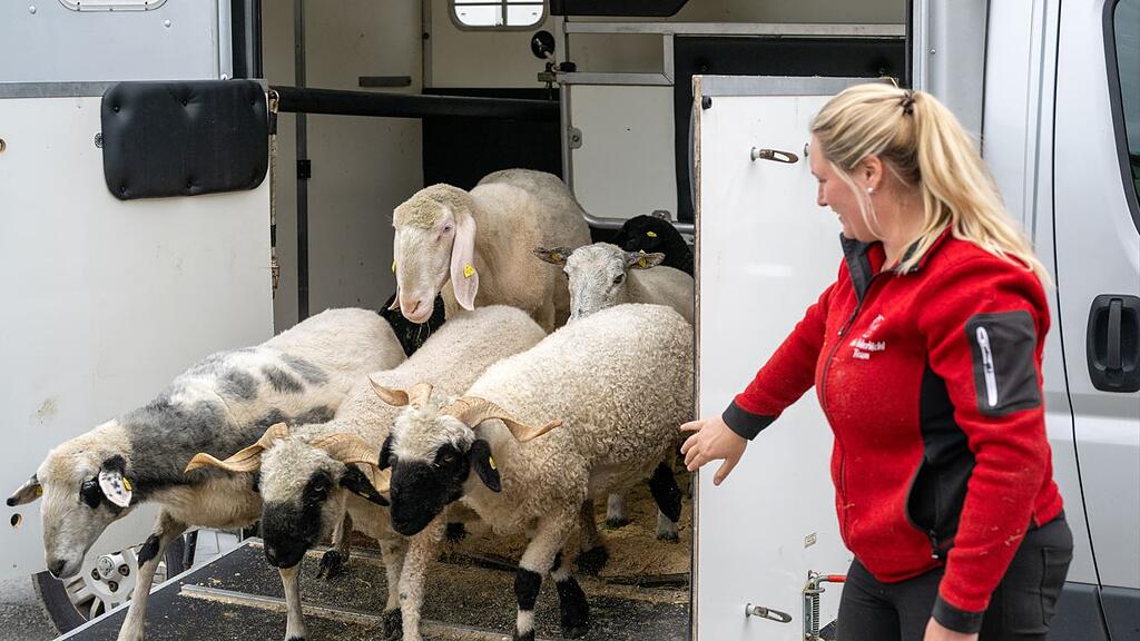 Paarhufer zurück auf Gut Aiderbichl