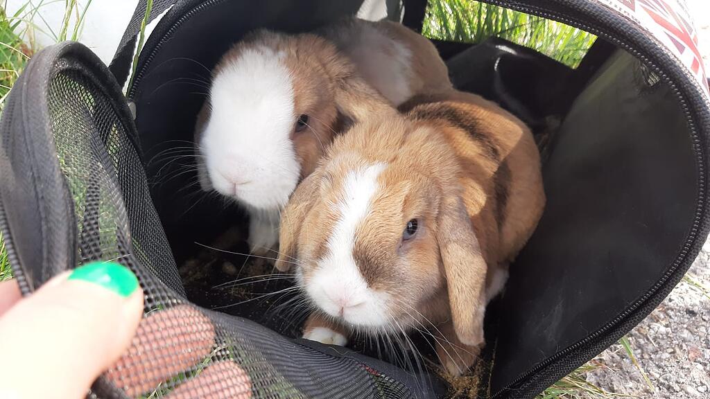 Kaninchen ausgesetzt