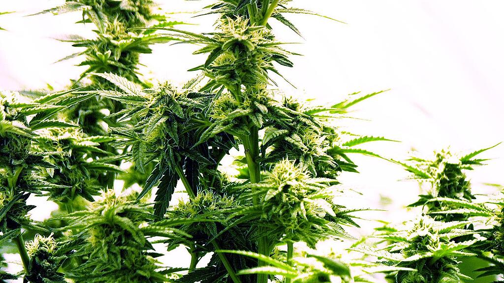 Die Dealer verkauften Pillen und Cannabis-Kraut.