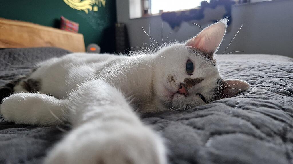 Weltkatzentag 2025