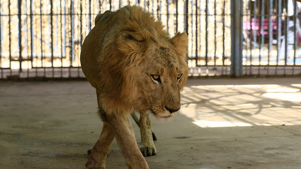 Löwen in Zoo in Sudan