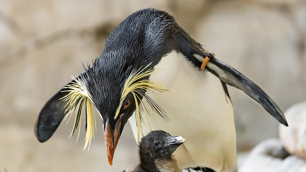 Felsenpinguine Schönbrunn