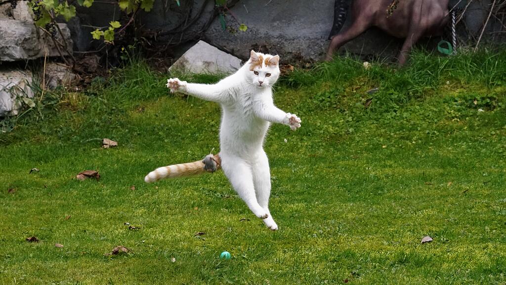 Weltkatzentag 2025