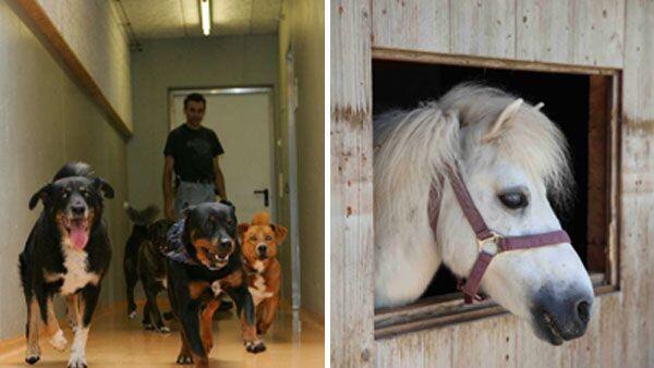 Hunde aus dem Vorarlberger Tierheim und Pferd Smokey vom Gut Bozenau.