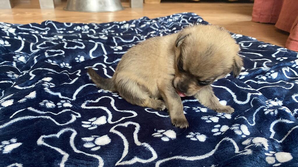 Animal Hording, Pfotenhilfe zieht Hundebabys mit Flasche auf