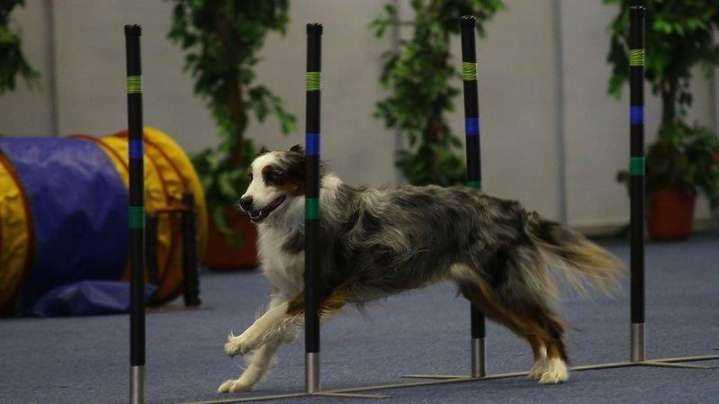 Festival der Hunde
