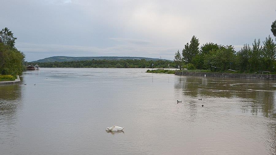 Leserreporter: Hochwasser in Wien-Döbling (Donau bei Nussdorf)